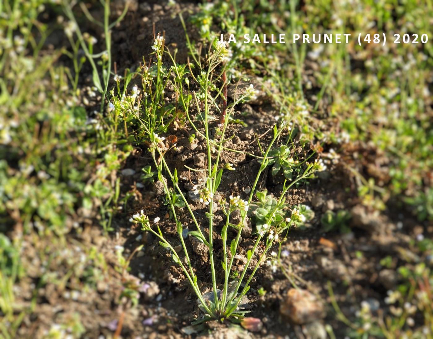 Cress, Thale plant